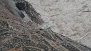 Gecko auf Baum