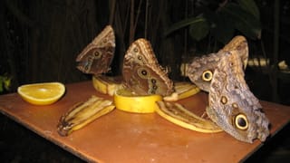 Butterfly Farm