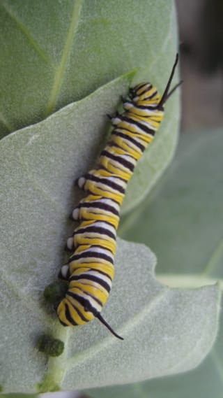 Raupe in Butterfly Farm