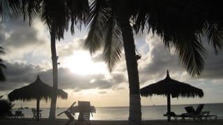 Palmen am Strand von Palm Beach
