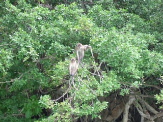 Affen an Monkey Beach