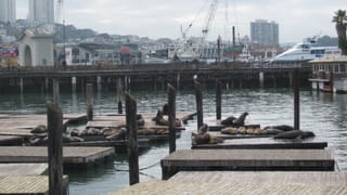 Die Seeloewen von Fisherman\'s Wharf