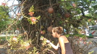 Cannon Ball Tree