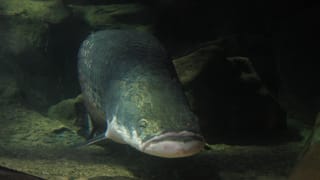 Urzeit-Fisch (lebendig)
