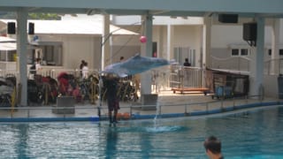 Fliegender Pink Dolphin