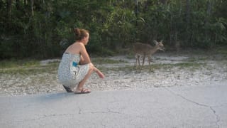 Ein kleines Key Deer