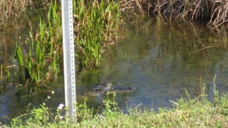 Unsere erste Begegnung mit einem Krokodil (oder Alligator)