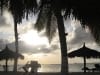 Palmen am Strand von Palm Beach