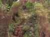 Mossy Forest bei Tanah Rata
