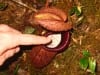 Eine Kannenpflanze, insektenfressende Pflanze