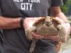 Erk mit Schildkroete