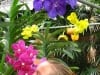 Christin auf der Orchideen-Farm