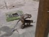 Froehliche Affen in den Batu Caves