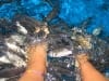 Massage-Fische in Aktion