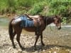Unser eines Pferd