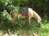 Das andere Pferd