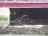 Eidechse am Flussrand