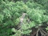 Affen an Monkey Beach