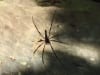 Riesenspinne im Khao Phra Thaeo Nationalpark, Phuket