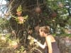 Cannon Ball Tree