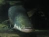 Urzeit-Fisch (lebendig)