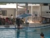 Fliegender Pink Dolphin
