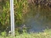 Unsere erste Begegnung mit einem Krokodil (oder Alligator)