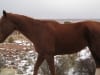 Pferd neben dem Highway