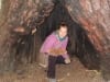 Hohler Baum im Yosemite National Park